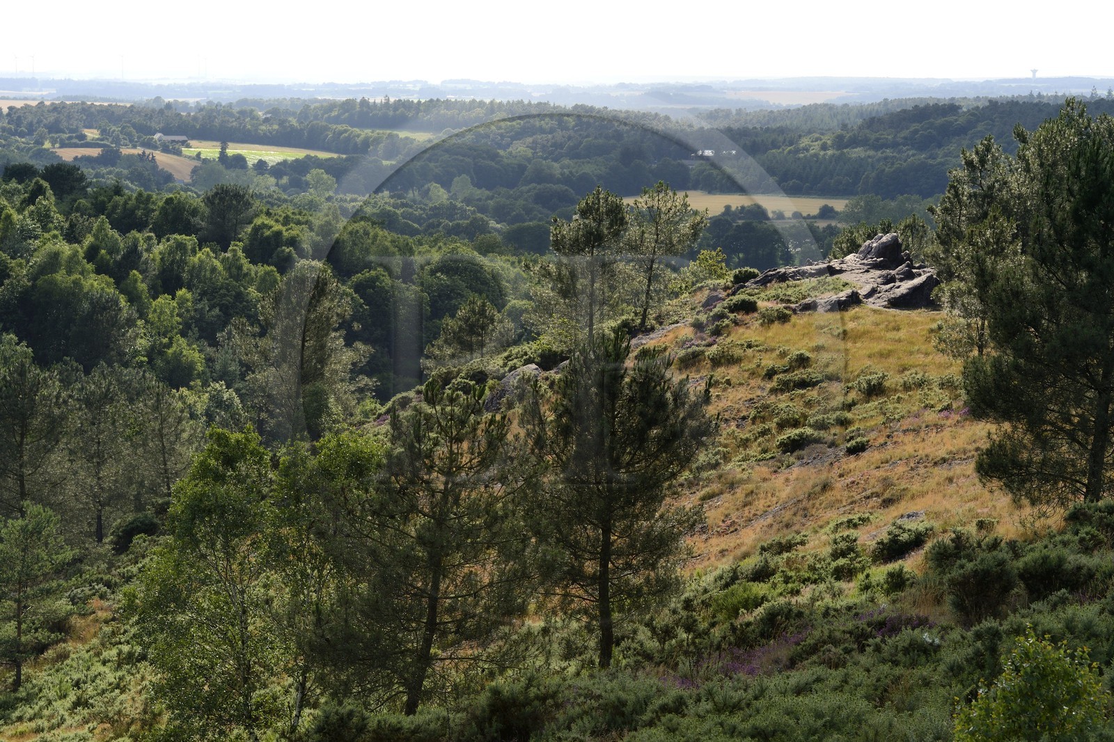 France, Morbihan (56), forêt de Brocéliande, Tréhorenteuc, la lande du Val sans retour