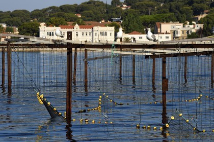France, Var (83), La Seyne-sur-Mer, goélands au-dessus d'un parc à moules dans la baie de Tamaris