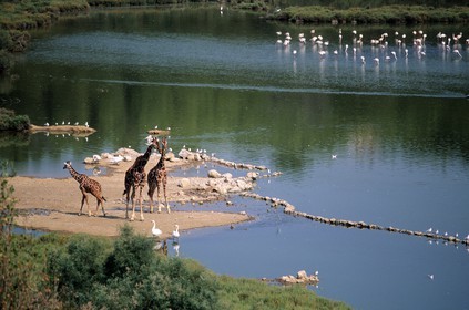 France, Aude (11), réserve africaine de Sigean, girafes