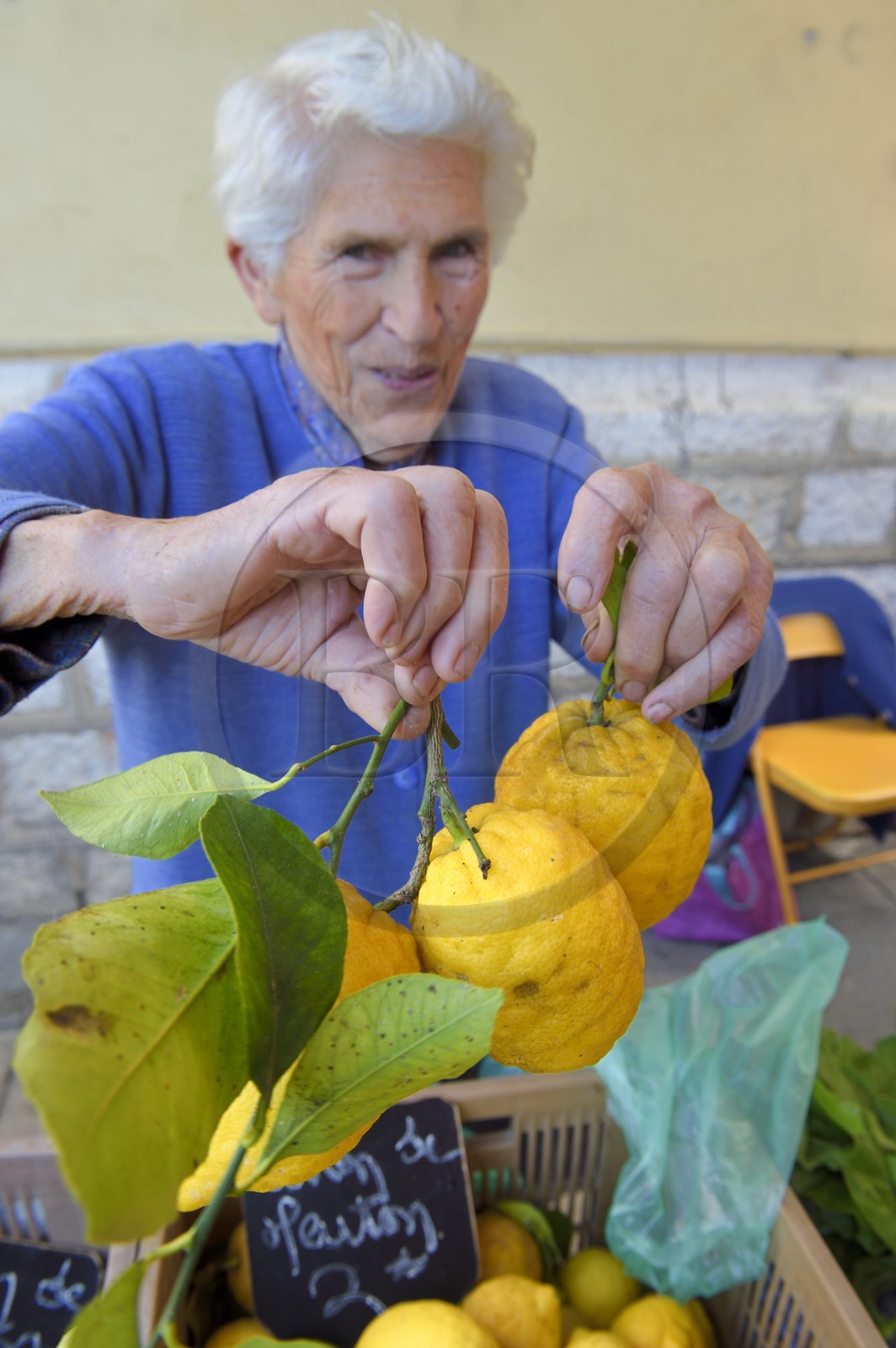 France, Alpes-Maritimes, Menton, municipal covered market, Menton lemons