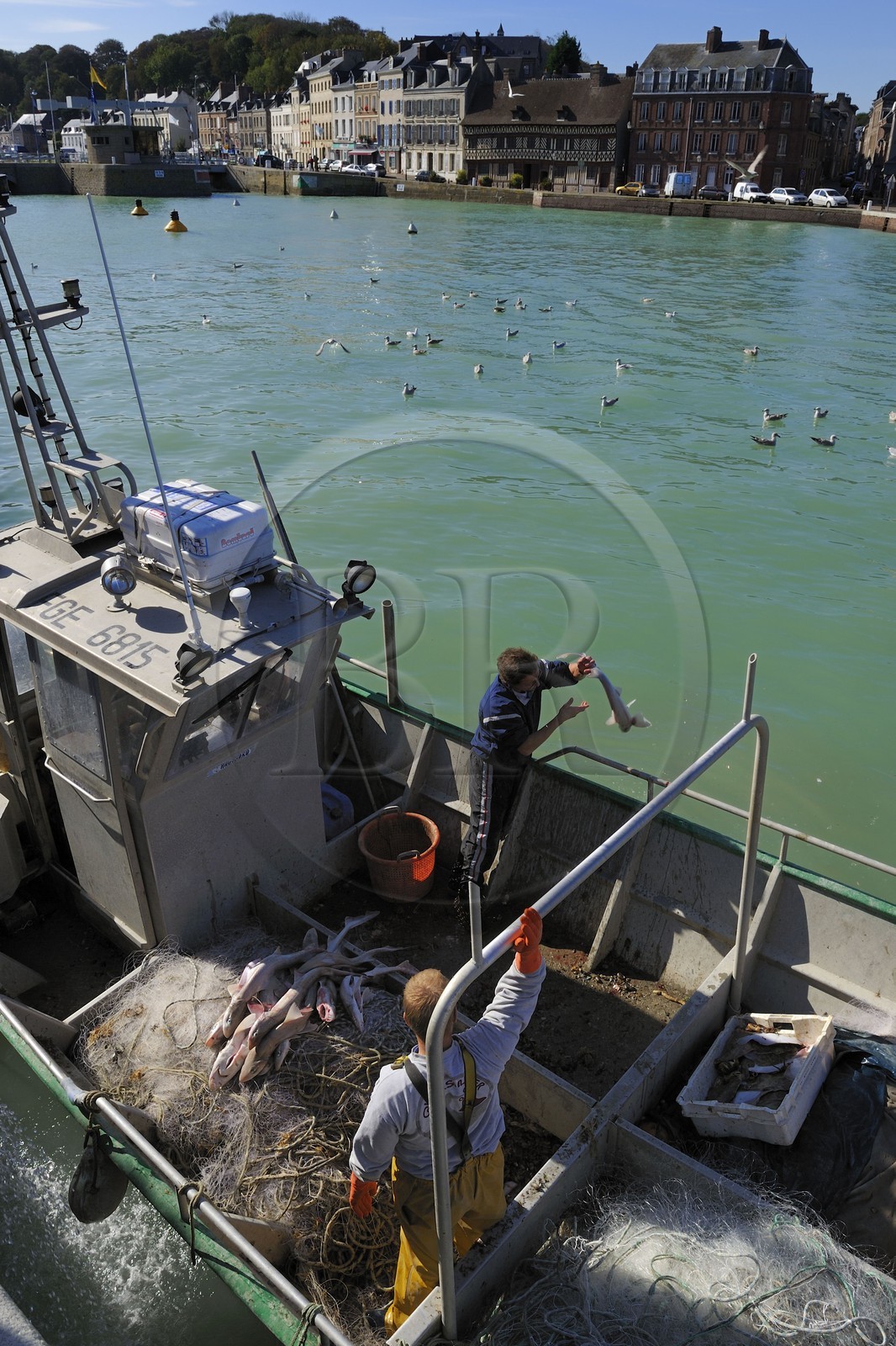 France, Seine-Maritime (76), Saint-Valery-en-Caux, le port de pêche, débarquement de la pêche du jour, chiens de mer