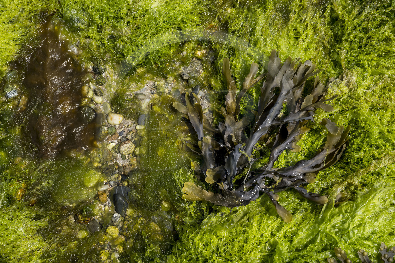 France, Finistère (29), Mer d'Iroise, archipel de Molène, Ile de Quéménès, algue verte et goémon noir sur l'estran à marée basse