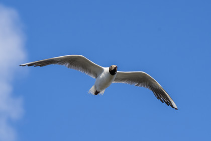 France, Vendée (85), île de Noirmoutier, Barbatre, mouette rieuse (Chroicocephalus ridibundus)