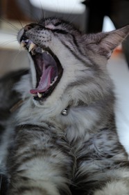 France, Ile de la Reunion, chat Main coon