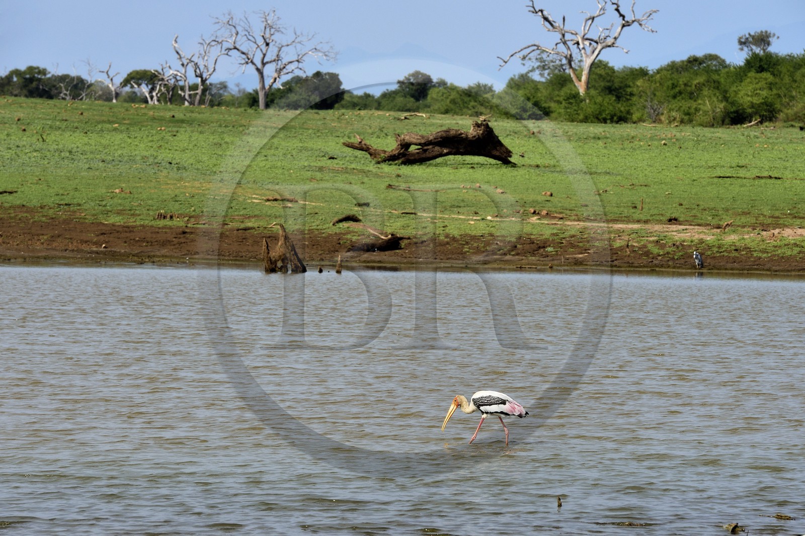 Sri Lanka, province d'Uva, Parc national d'Uda Walawe (Udawalawe National Park), Tantale indien (Mycteria leucocephala)