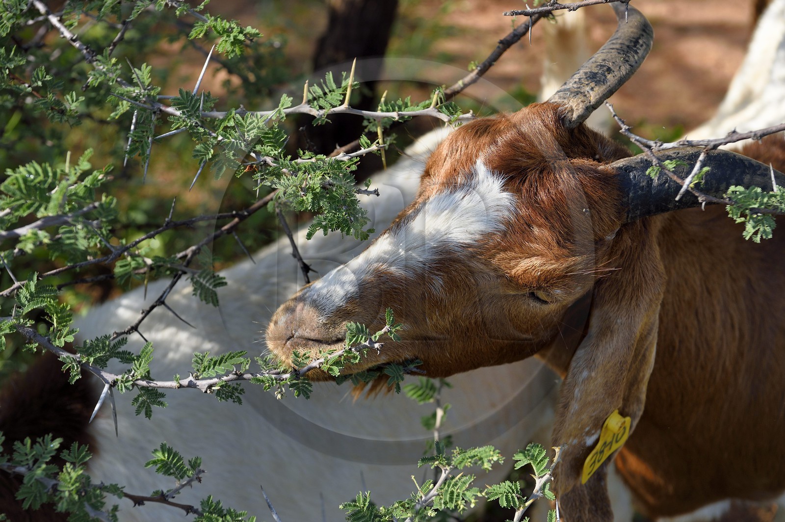 Namibie, Otjiwarongo, Cheetah Conservation Fund, centre de recherche et d'éducation, chèvre Boer broutant une branche d'acacia
