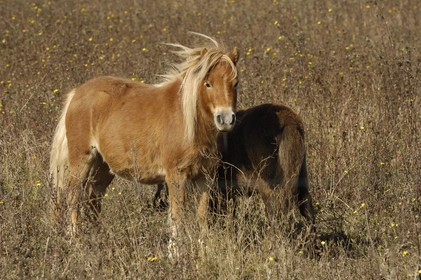 France, Charente-Maritime (17), ile de Ré
