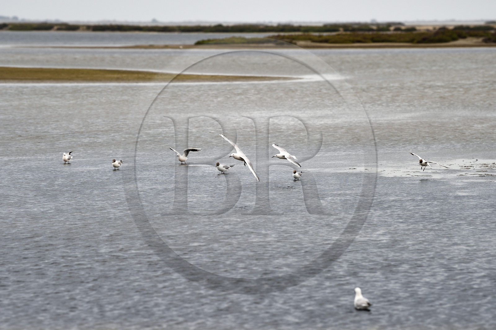 France, Bouches-du-Rhône (13), Parc naturel régional de Camargue, l’étang du Vaisseau et Vieux Rhone, mouette rieuse (Chroicocephalus ridibundus)  (tête chocolat) et goélands railleurs (Chroicocephalus genei) (tête blanche)