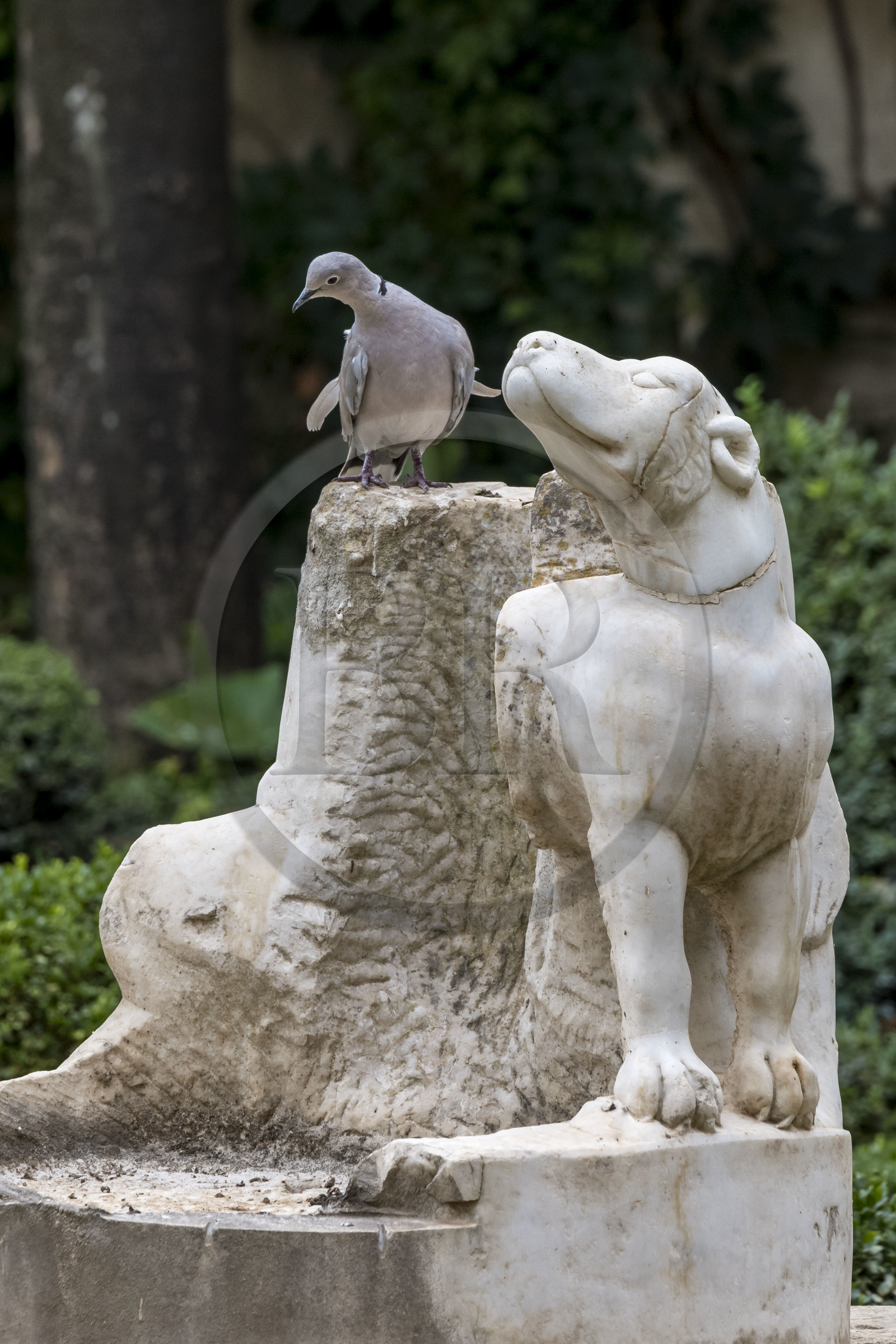 Espagne, Andalousie, Séville, la Casa de Pilatos (la maison de Pilate), palais de style mudéjar, tourterelle complice avec une statue de chien