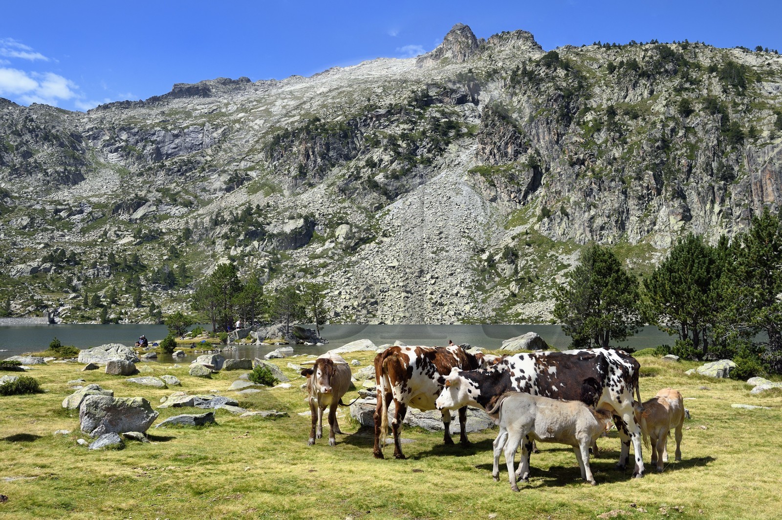 France, Hautes Pyrenees, Saint Lary Soulan and Vielle Aure, Neouvielle National Nature Reserve, Neouvielle lakes hike, cows in mountain pastures at Aubert lake