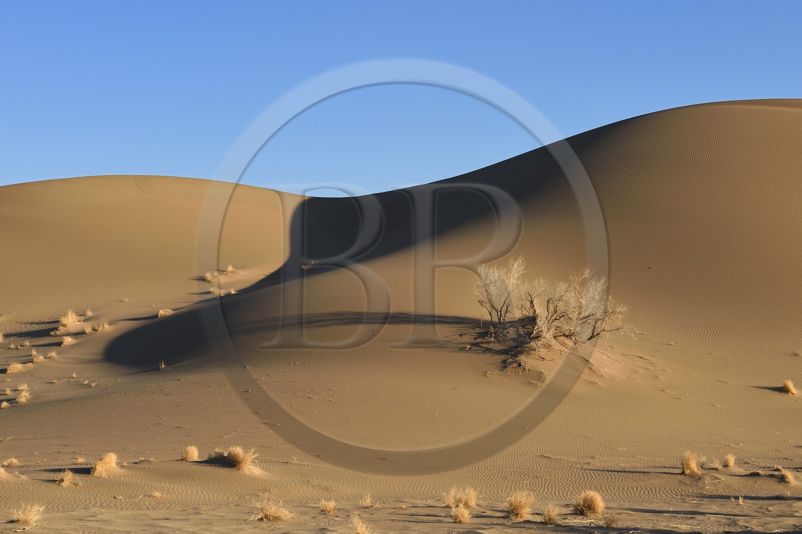 Iran, Province de Yazd, désert du Dasht-e Kavir, Moghestan, dunes