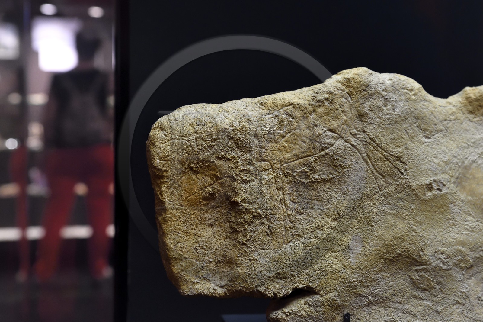 France, Dordogne (24), Périgord Blanc, Périgueux, musée d'art et d'archéologie du Périgord (MAAP), section de Préhistoire, renne gravé sur une pierre trouvée à Limeuil (Dordogne)