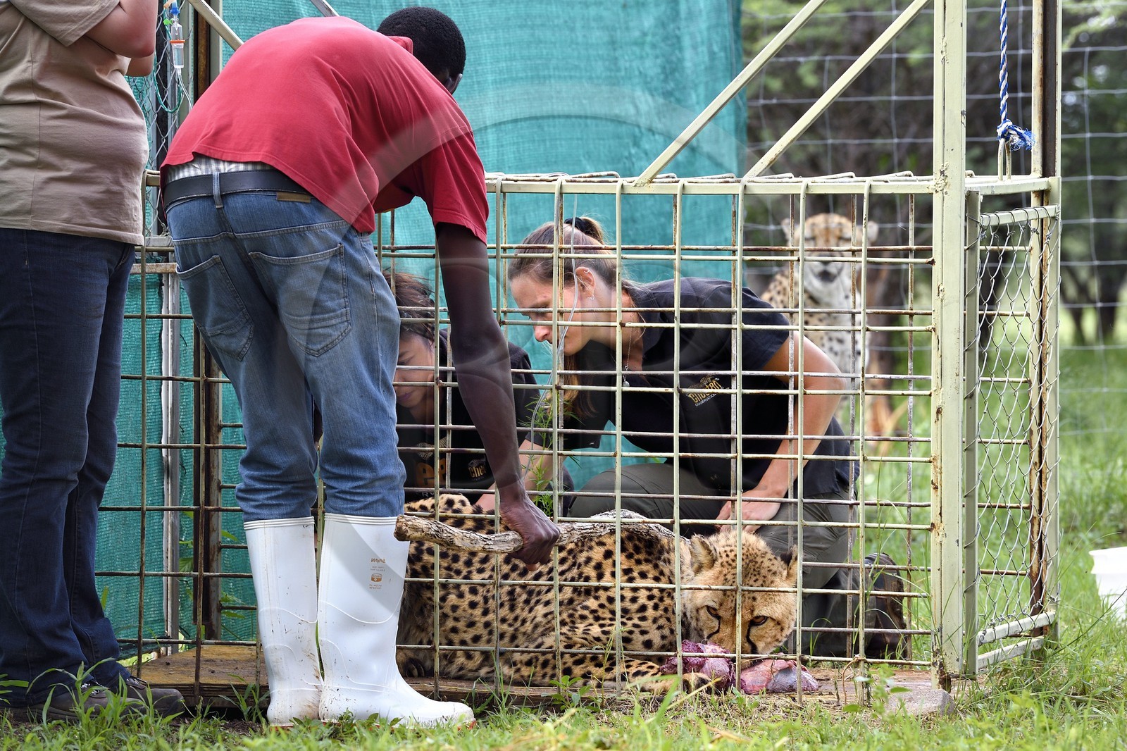 Namibie, Otjiwarongo, Cheetah Conservation Fund, centre de recherche et d'éducation, administration de fluides sous-cutanés 3 fois par semaine au guépard (Acinonyx jubatus) appelé Mendel et souffrant d'insuffisance rénale chronique