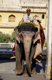 Inde, état du Rajasthan, région de Jaipur, Amber Palace, éléphant peint de couleurs vives et son conducteur