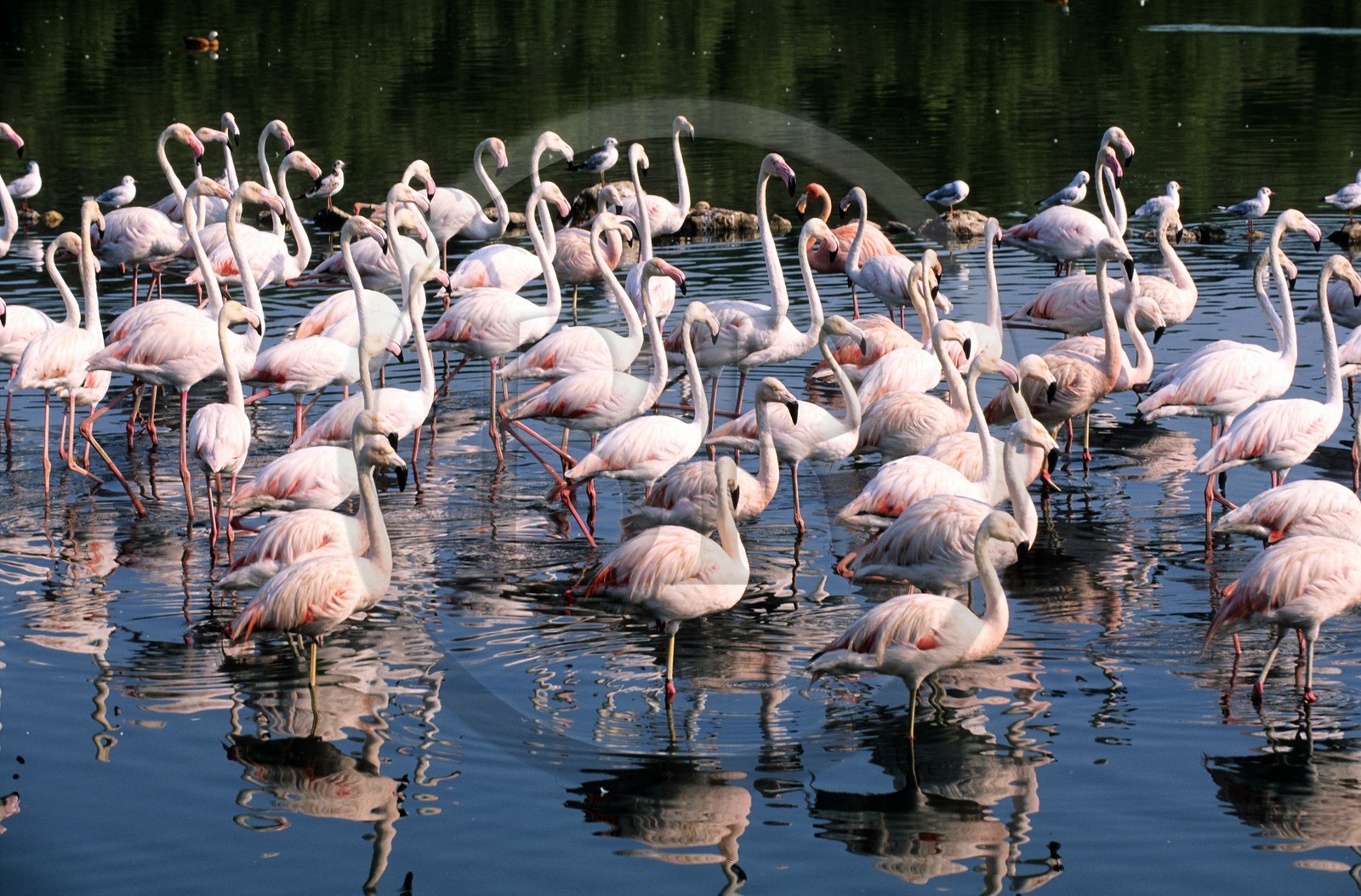 France, Aude (11), réserve africaine de Sigean, flamants roses