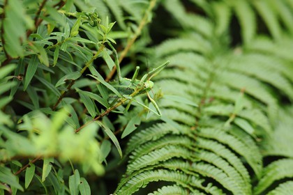 France, île de la Réunion, mante religieuse (Mantis religiosa)