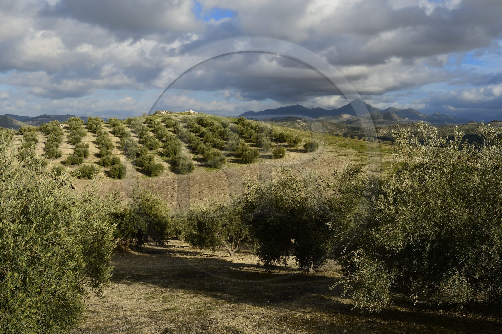 Spain, Andalusia, Jaén Province, olive groves south of Martos between Baena and Alcaudete, the Sierra Magina in the background