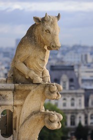 France, Paris (75), île de la Cité, la cathédrale Notre-Dame, les chimères observent la ville, le taureau debout récemment restauré
