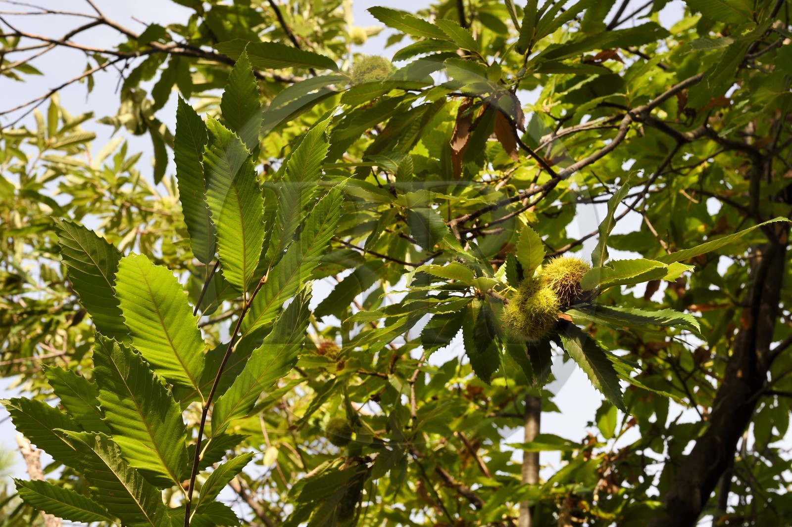 France, Var (83), Massif des Maures, Collobrières, châtaignes dans leurs bogues