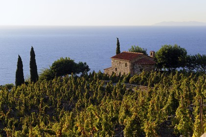 Italie, Toscane, l’Ile d’Elbe, , petite chapelle et vignobles au-dessus de la côte près de Colle d'Orano