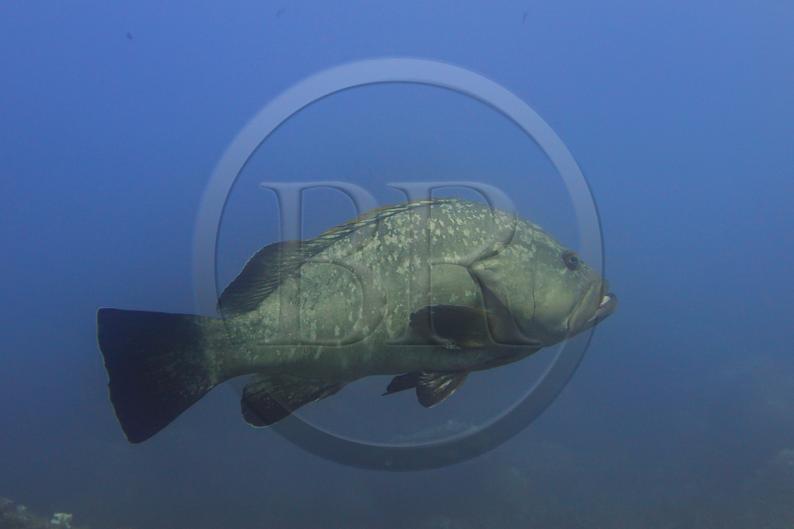 France, Var (83), Iles d'Hyères, parc national de Port Cros, Ile de Port-Cros, mérou vers l'Ilot de la Gabinière