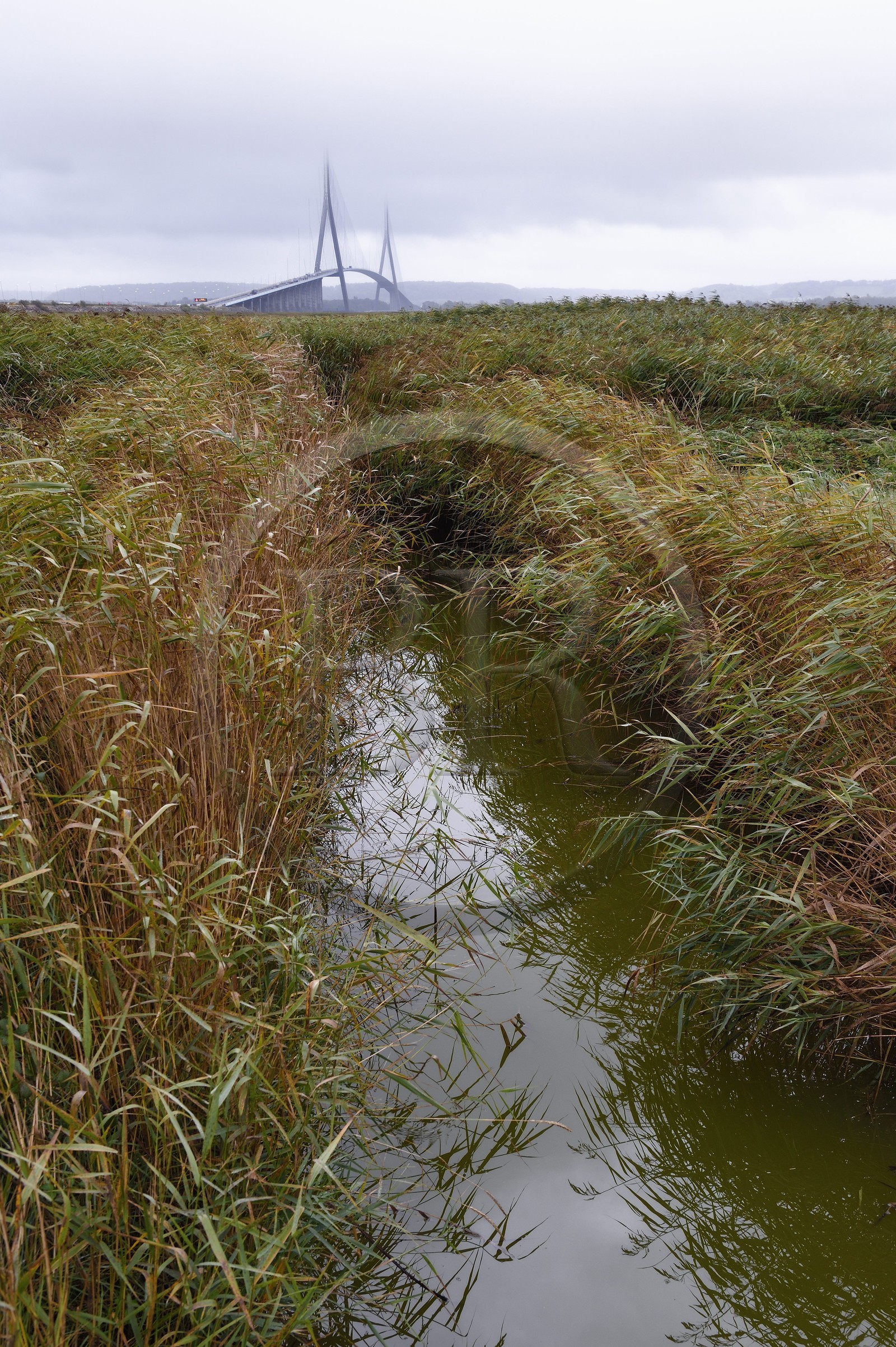 France, Seine Maritime, Natural Reserve of the Seine estuary and Normandy bridge, discovery trail into the reed bed