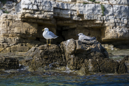 France, Alpes-Maritimes (06), Cannes, Iles de Lérins, Ile Sainte-Marguerite, goéland argenté (Larus argentatus) adulte à gauche et jeune à droite