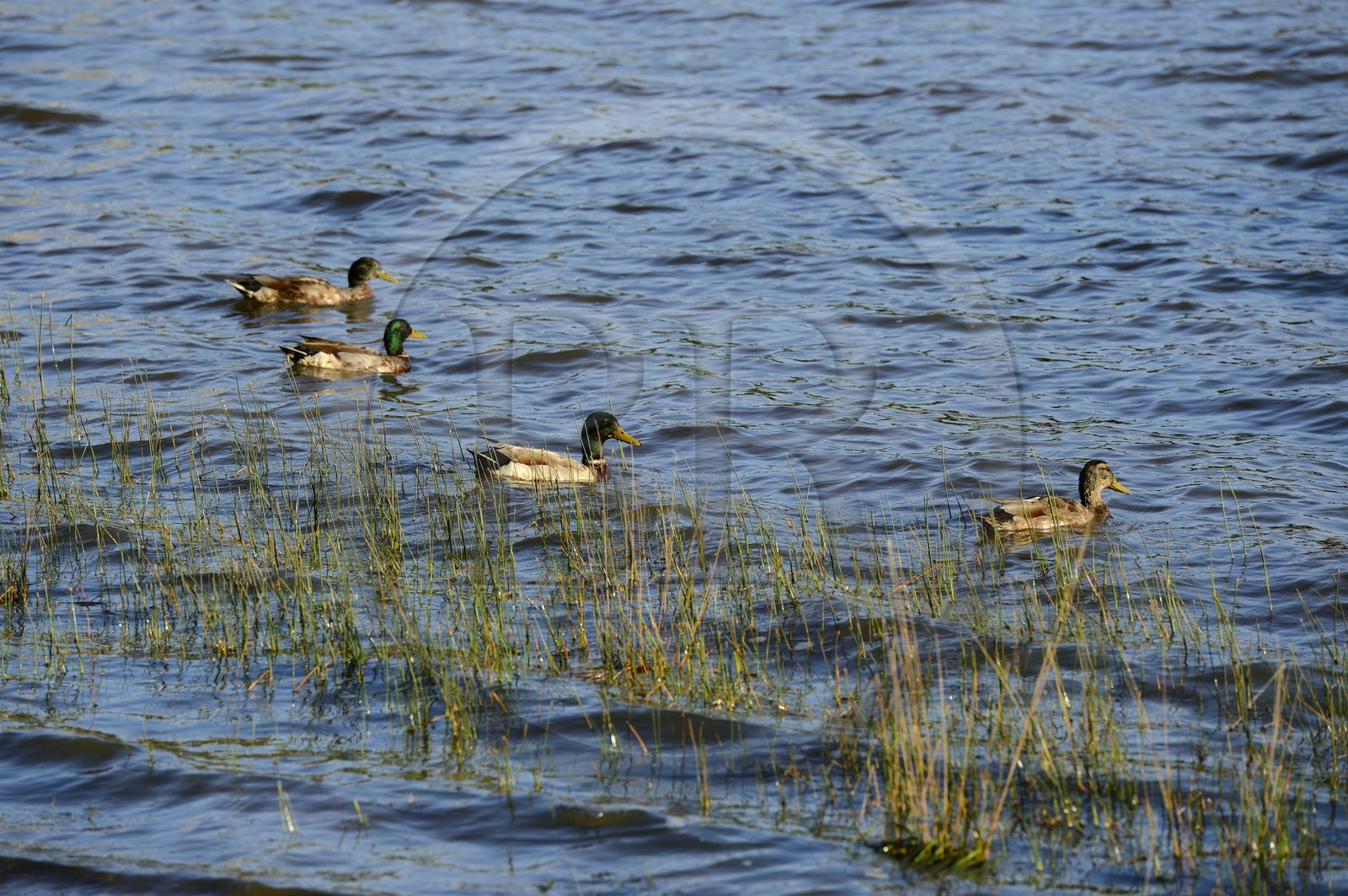 France, Ille-et-Vilaine (35), forêt de Brocéliande, canards sur l'étang de Paimpont