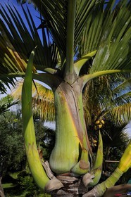 France, île de la Réunion, palmier