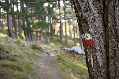 France, Corse-du-Sud (2A), Alta Rocca, marque du sentier de randonnée du GR 20 dans la forêt au pied des Aiguilles de Bavella
