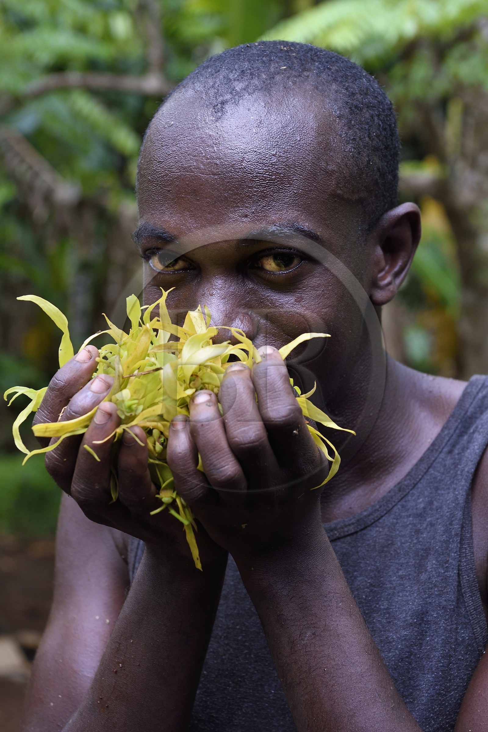 France, Mayotte island (French overseas department), Grande-Terre, Ouangani, essential oil distillery based on ylang ylang flower petals (Cananga odorata) in artisan alembic, Hassani Soulaimana co-leader of Aromaoré