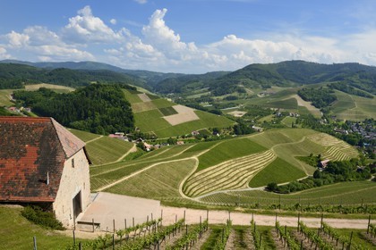 Allemagne, Bade-Wurtemberg, le vignoble à Durbach