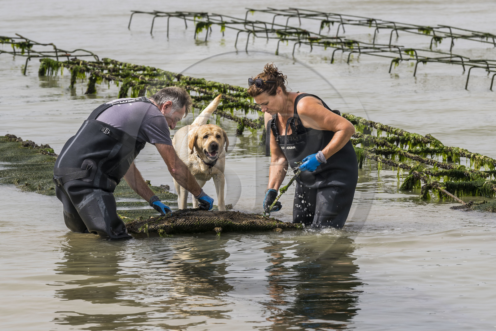 France, Charente-Maritime (17), Ile d'Oléron, Dolus-d’Oléron, les parcs du bassin de Marennes-Oléron dans le Pertuis d'Antioche, Nadia Quillet et son mari Eric retournent des poches de crassostrea gigas dans leurs parcs à huîtres à marée descendante