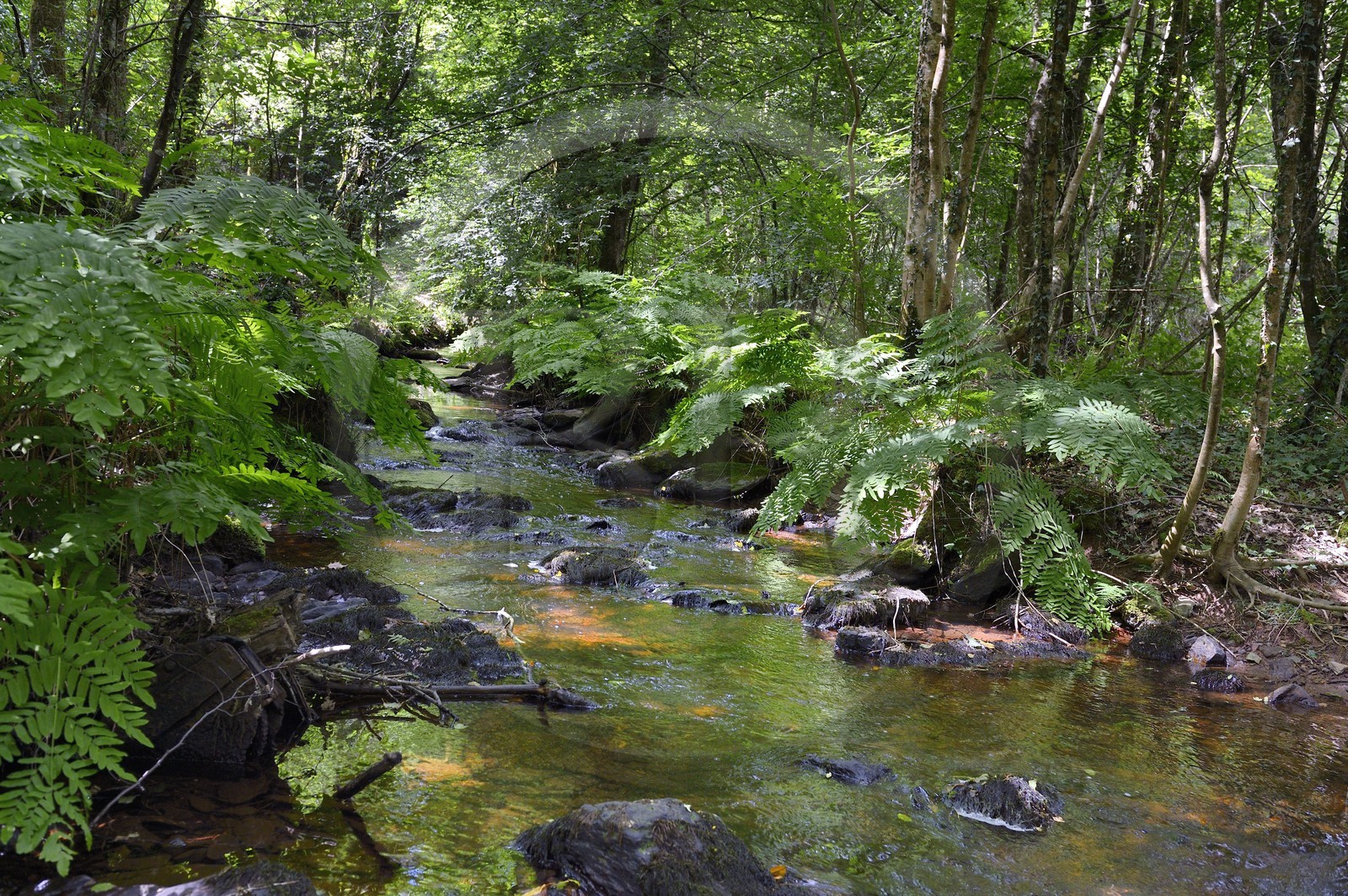 France, Ille-et-Vilaine (35),  forêt de Brocéliande, la vallée de l'Aff