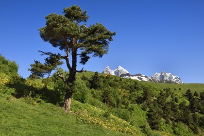 Géorgie, Haute Svanétie (Zemo Svaneti), Mestia, sur les contrefort du mont Ouchba (Ushba) que l'on aperçoit en arrière plan