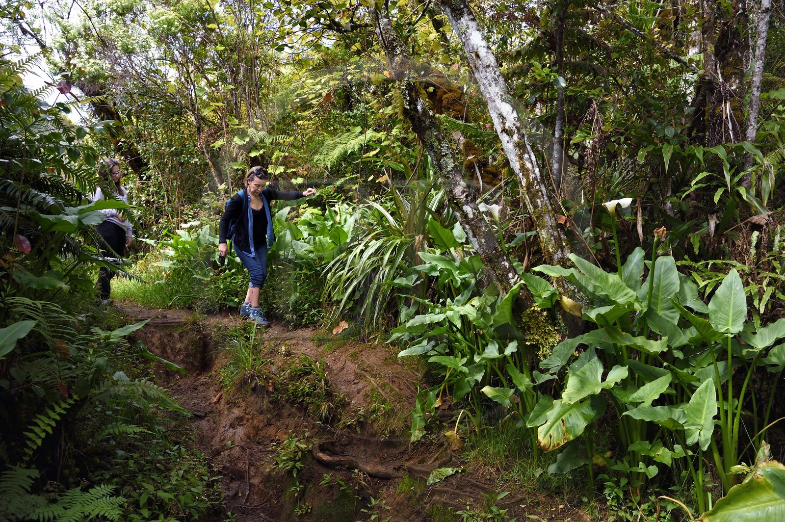 France, Ile de la Reunion, Parc National de la Réunion classé Patrimoine Mondial de l'UNESCO, La Plaine des Palmistes, forêt de Bébour, sentier de randonnée Bras Cabot