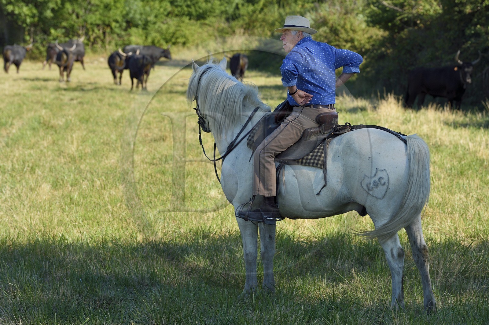 France, Bouches-du-Rhône (13), Parc naturel régional de Camargue, Mas du Menage, manade Saint Antoine (Cauzel), gardians avec les taureaux camarguais appellés Raço di Biou