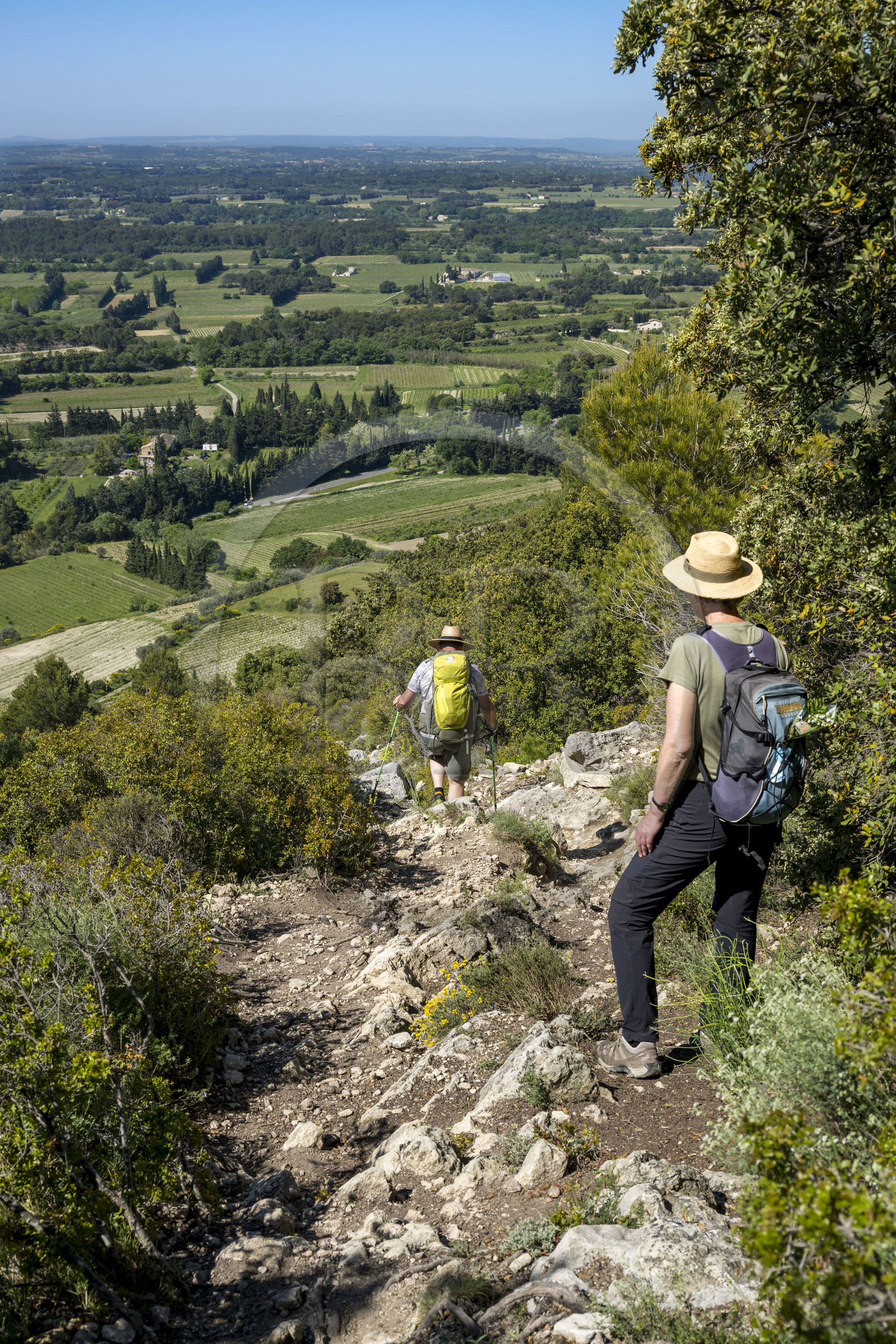 France, Vaucluse (84), Dentelles de Montmirail, Beaumes-de-Venise, randonneurs descendant du plateau des Courens et la plaine en arrière plan