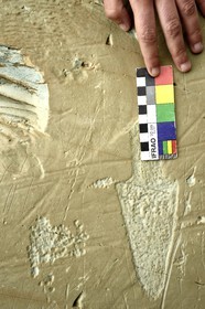 France, Alpes-Maritimes, parc national du Mercantour (Mercantour National Park), the Vallee des Merveilles (Valley of Wonders) scattered with thousands of rupestral engravings of the Bronze Age, the chiappes yellow schist flagstones, linear etchings of a man with a dagger left and a spearhead right, a studded engraving of a dagger at the bottom