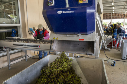 France, Côte-d'Or (21), les climats de Bourgogne classés Patrimoine Mondial de l'UNESCO, Beaune, Cuverie des Hospices de Beaune, trie et éraflage (ou égrappage) mécanique, juste après la vendange et avant de presser le raisin, pour enlever la partie végétale