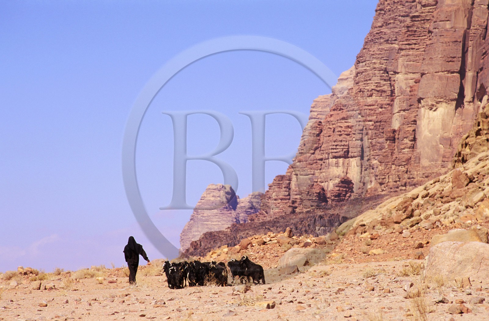 Jordanie, Wadi Rum, bédouine avec son troupeau de chèvres