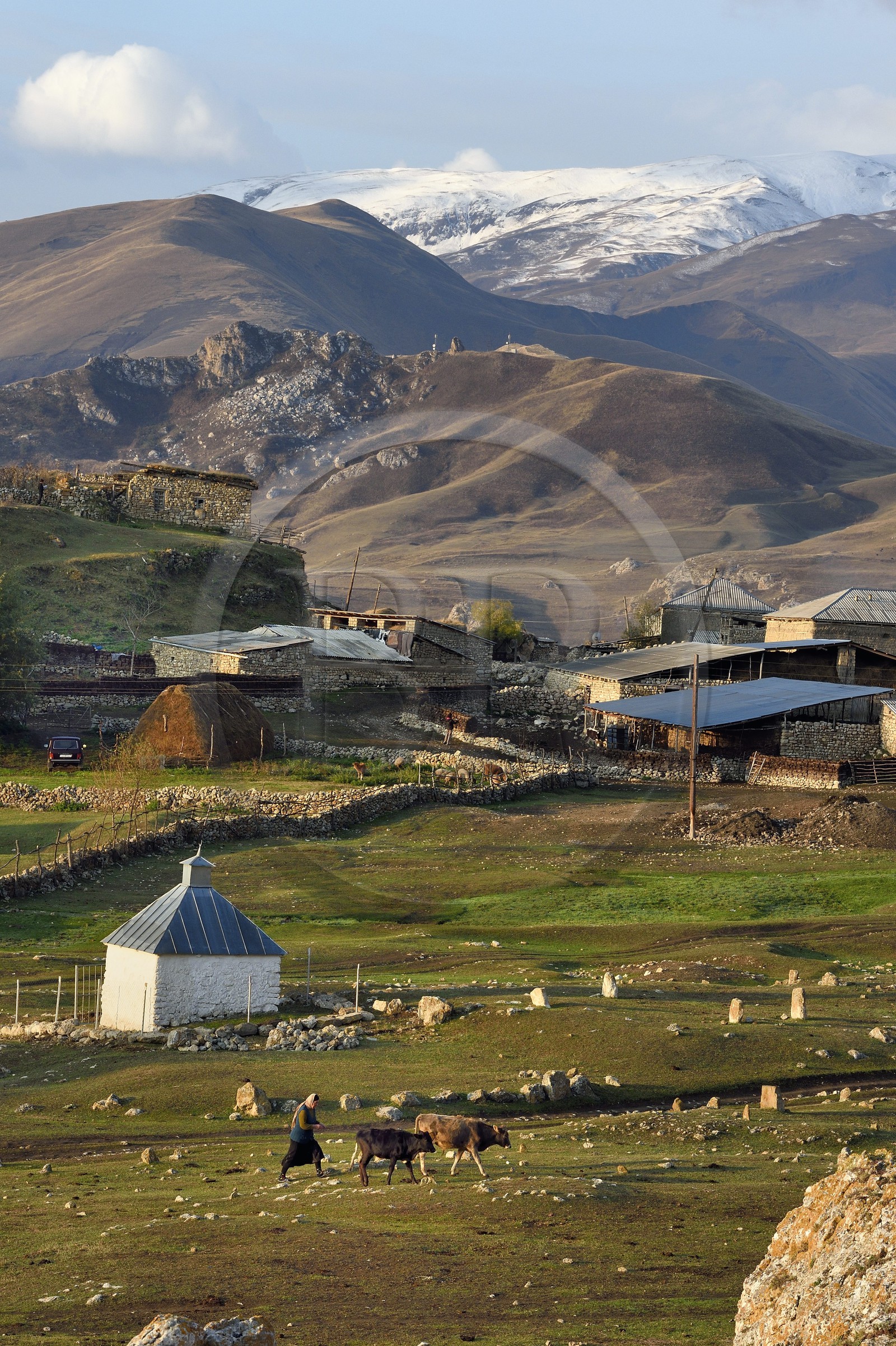 Azerbaïdjan, région de Quba (Guba), chaine de montagne du Grand Caucase, village de Giriz à l'aube, femme amenant ses vaches au prés