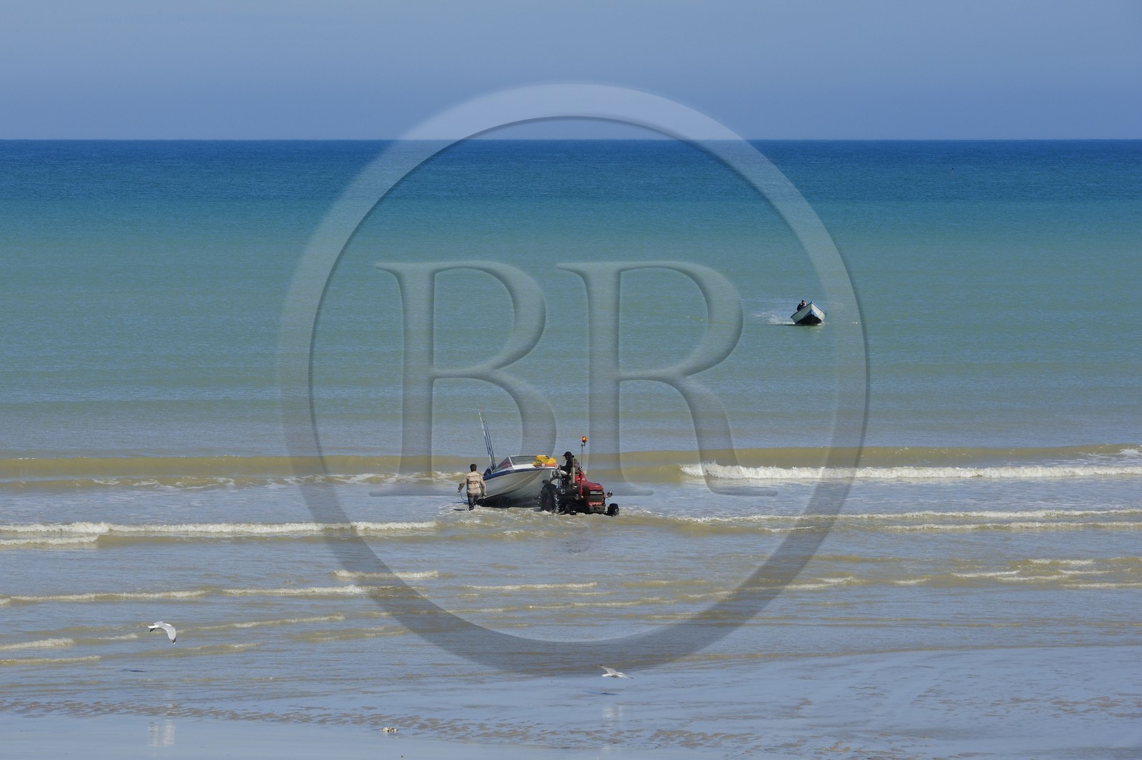 France, Seine-Maritime, Veules-les-Roses, fishing departure on board the boat La Pomme pulled by a tractor on the beach