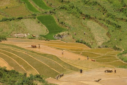 Vietnam, province de Lao Cai, région de Bac Ha, Can Cau, rizières en terrasses