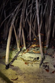 Gabon, province de Ogooué- Maritime, Parc National du Loango, observation de nuit d'un jeune crocodile dans la mangrove de la Lagune Iguéla