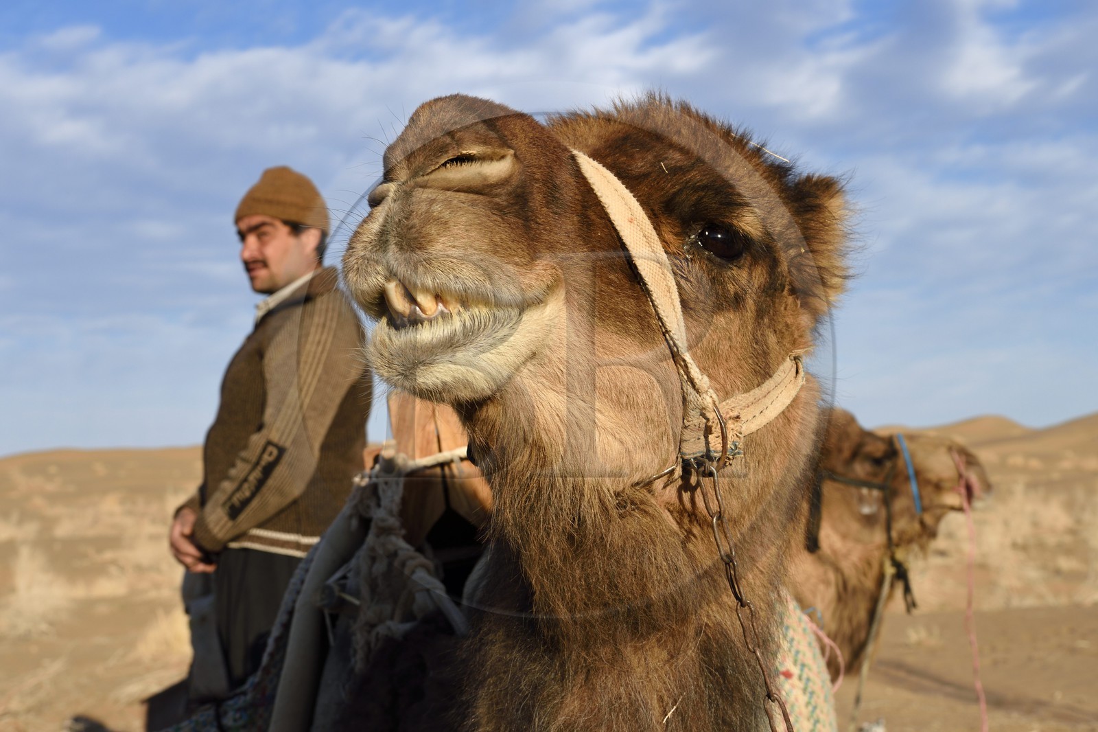 Iran, Province d'Ispahan, désert du Dasht-e Kavir, Mesr dans la région de Khur et Biabanak, dromadaire (Camelus dromedarius)