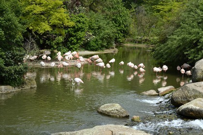 France, Rhone, Lyon, Parc de la Tete d'Or (Tete d'Or park), the zoo, the flamingos