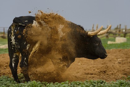 Spain, Andalusia, Seville Province, Utrera, the property El Toruno, breeding of fighting bulls