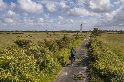 France, Charente-Maritime (17), cycliste faisant la véloroute La Flow Vélo, vaches dans les prés-salés des zones inondables de l'estuaire de la Charente et Feux posterieur d'alignement de Soumard (vue aérienne)