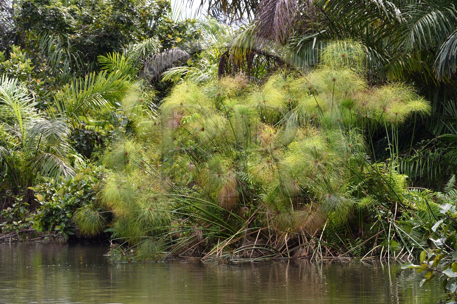 Gabon, province de Ogooué- Maritime, Parc National du Loango, site de Akaka dans la lagune du Fernan Vaz (Nkomi), site de